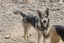 MUNGO, Hund, Mischlingshund in Rumänien - Bild 1