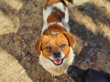 CHESTER, Hund, Mischlingshund in Ungarn