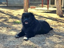 AXEL, Hund, Mischlingshund in Ungarn