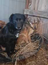 HENRY, Hund, Mischlingshund in Rumänien - Bild 2