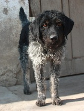 VEIKO, Hund, Mischlingshund in Ungarn
