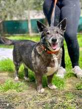 ORSETTA, Hund, Basset Hound-Terrier-Mix in Italien