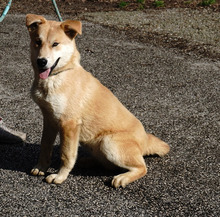 RIZLING, Hund, Mischlingshund in Köln - Bild 2