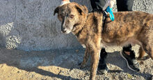 SOLEANDRO, Hund, Mischlingshund in Italien - Bild 2