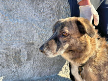 SOLEANDRO, Hund, Mischlingshund in Italien - Bild 3