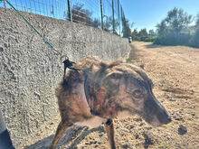 SOLEANDRO, Hund, Mischlingshund in Italien - Bild 5