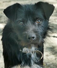 NEGRITO, Hund, Mischlingshund in Griechenland