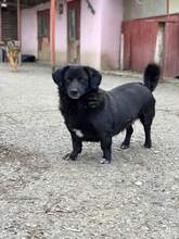 SHORTY, Hund, Mischlingshund in Rumänien - Bild 1