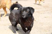 SHORTY, Hund, Mischlingshund in Rumänien - Bild 3