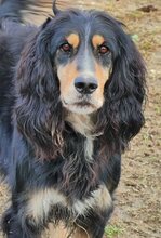 FREDDY, Hund, Mischlingshund in Griechenland - Bild 11