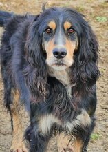 FREDDY, Hund, Mischlingshund in Griechenland - Bild 13