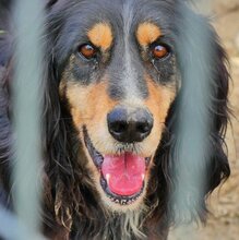 FREDDY, Hund, Mischlingshund in Griechenland - Bild 14