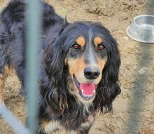 FREDDY, Hund, Mischlingshund in Griechenland - Bild 15