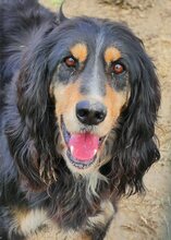 FREDDY, Hund, Mischlingshund in Griechenland - Bild 16