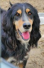 FREDDY, Hund, Mischlingshund in Griechenland - Bild 17
