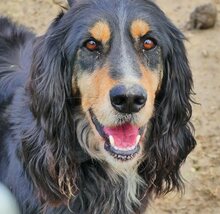 FREDDY, Hund, Mischlingshund in Griechenland - Bild 18