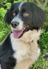 CARINA, Hund, Mischlingshund in Griechenland