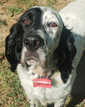 JACKY, Hund, English Setter in Schorfheide