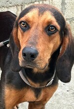 GEOFFREY, Hund, Mischlingshund in Griechenland