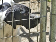 THEO, Hund, Mischlingshund in Griechenland - Bild 18