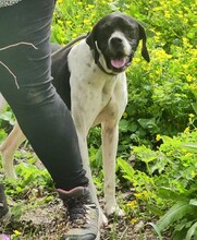 THEO, Hund, Mischlingshund in Griechenland - Bild 19