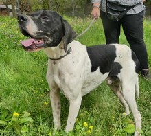 THEO, Hund, Mischlingshund in Griechenland - Bild 2