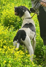 THEO, Hund, Mischlingshund in Griechenland - Bild 20