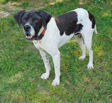 THEO, Hund, Mischlingshund in Griechenland - Bild 22
