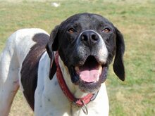 THEO, Hund, Mischlingshund in Griechenland - Bild 23