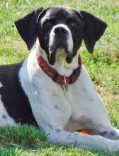 THEO, Hund, Mischlingshund in Griechenland - Bild 25