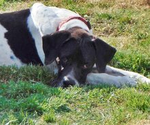 THEO, Hund, Mischlingshund in Griechenland - Bild 26