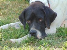THEO, Hund, Mischlingshund in Griechenland - Bild 27
