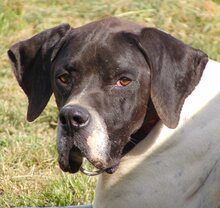 THEO, Hund, Mischlingshund in Griechenland - Bild 31