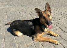 SASSY, Hund, Deutscher Schäferhund-Mix in Spanien