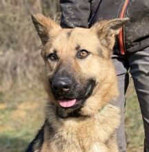 REX, Hund, Deutscher Schäferhund-Mix in Slowakische Republik - Bild 1