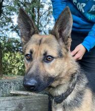 REX, Hund, Deutscher Schäferhund-Mix in Slowakische Republik - Bild 10