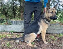 REX, Hund, Deutscher Schäferhund-Mix in Slowakische Republik - Bild 11