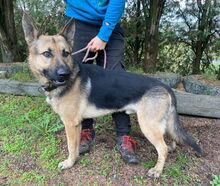 REX, Hund, Deutscher Schäferhund-Mix in Slowakische Republik - Bild 12