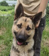 REX, Hund, Deutscher Schäferhund-Mix in Slowakische Republik - Bild 13