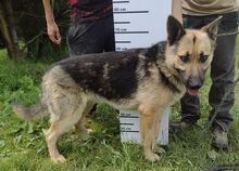 REX, Hund, Deutscher Schäferhund-Mix in Slowakische Republik - Bild 15