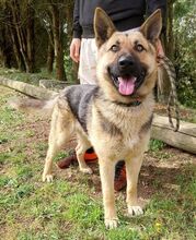 REX, Hund, Deutscher Schäferhund-Mix in Slowakische Republik - Bild 17