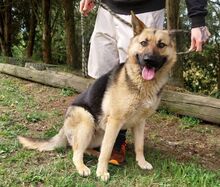 REX, Hund, Deutscher Schäferhund-Mix in Slowakische Republik - Bild 18