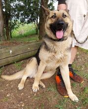 REX, Hund, Deutscher Schäferhund-Mix in Slowakische Republik - Bild 19