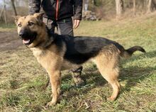 REX, Hund, Deutscher Schäferhund-Mix in Slowakische Republik - Bild 2