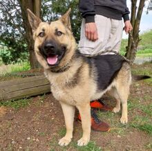 REX, Hund, Deutscher Schäferhund-Mix in Slowakische Republik - Bild 21