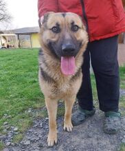 REX, Hund, Deutscher Schäferhund-Mix in Slowakische Republik - Bild 23