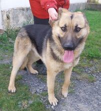 REX, Hund, Deutscher Schäferhund-Mix in Slowakische Republik - Bild 26