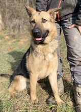 REX, Hund, Deutscher Schäferhund-Mix in Slowakische Republik - Bild 3