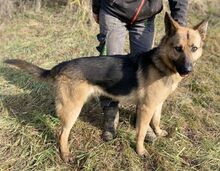 REX, Hund, Deutscher Schäferhund-Mix in Slowakische Republik - Bild 4