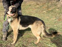 REX, Hund, Deutscher Schäferhund-Mix in Slowakische Republik - Bild 5